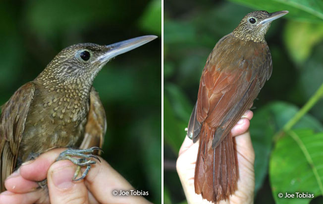 elegant_woodcreeper