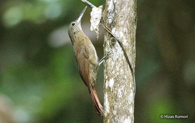elegant_woodcreeper