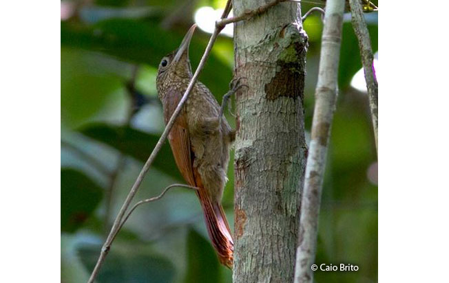 elegant_woodcreeper