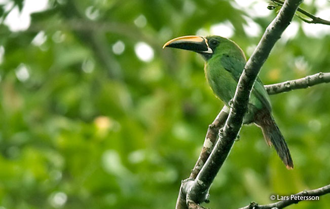 emerald-toucanet