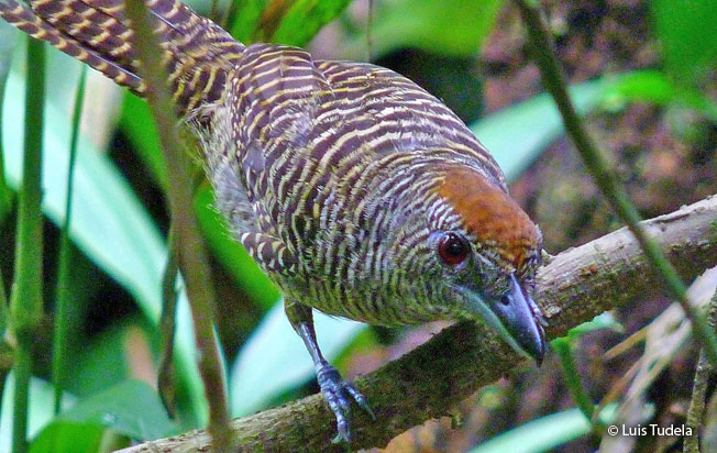 fasciated_antshrike