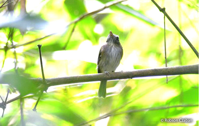flammulated_pygmy-tyrant