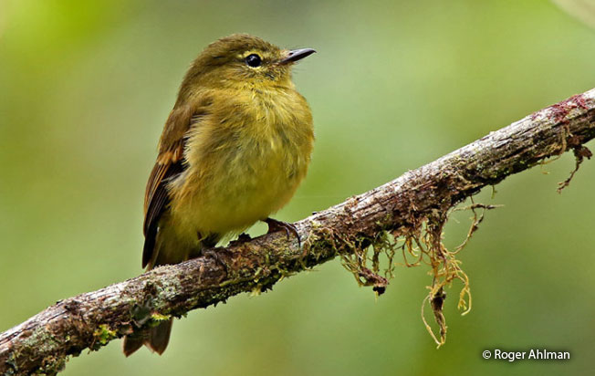 flavescent_flycatcher