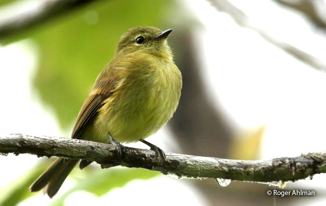 flavescent_flycatcher