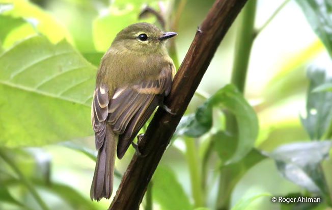 flavescent_flycatcher