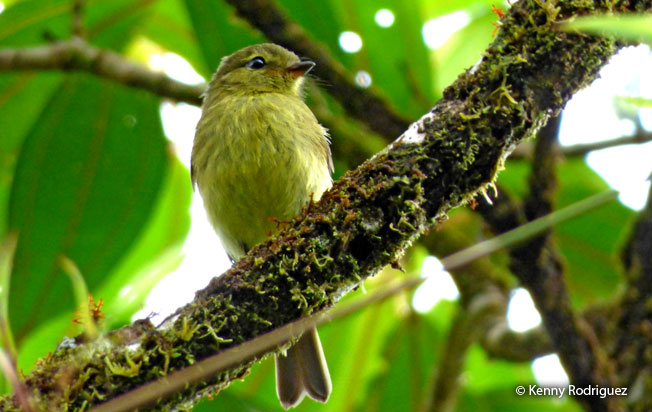 flavescent_flycatcher