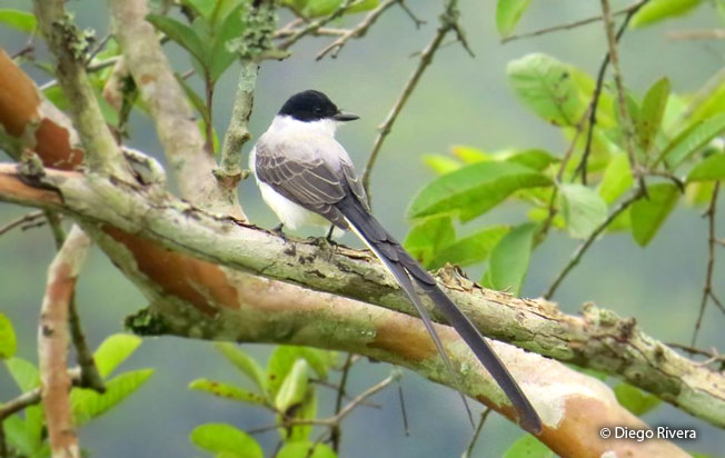 fork-tailed_flycatcher