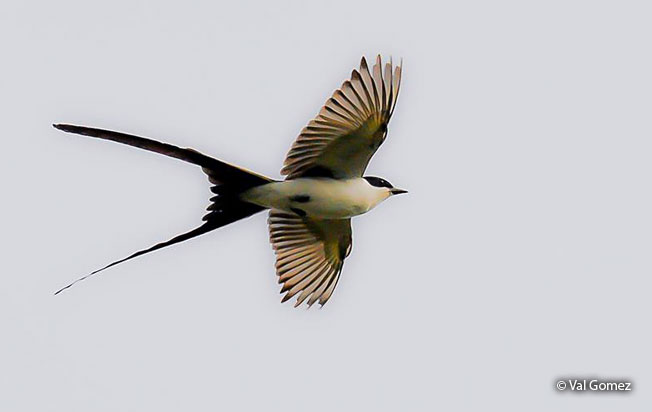 fork-tailed_flycatcher