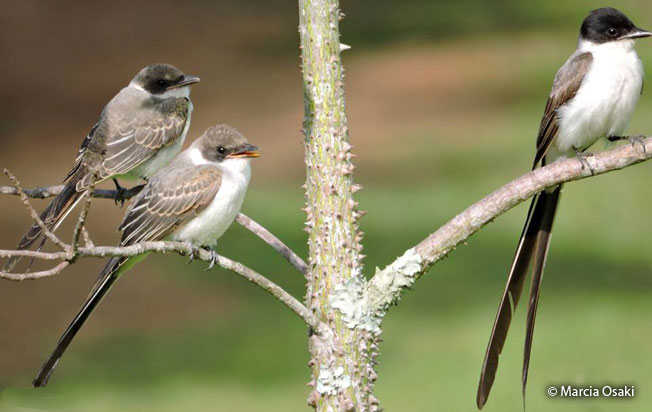 fork-tailed_flycatcher