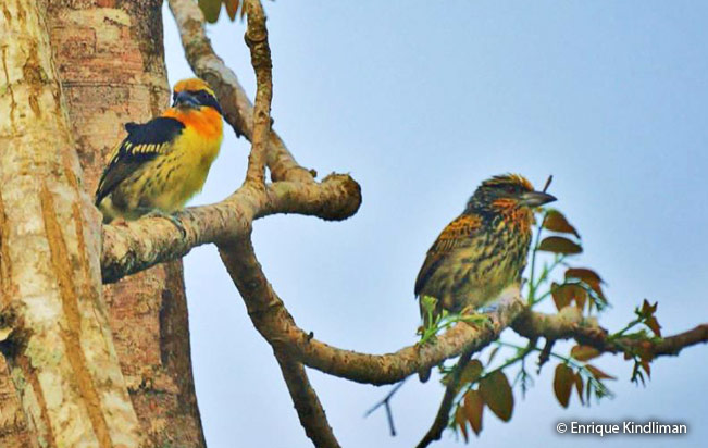 gilded_barbet