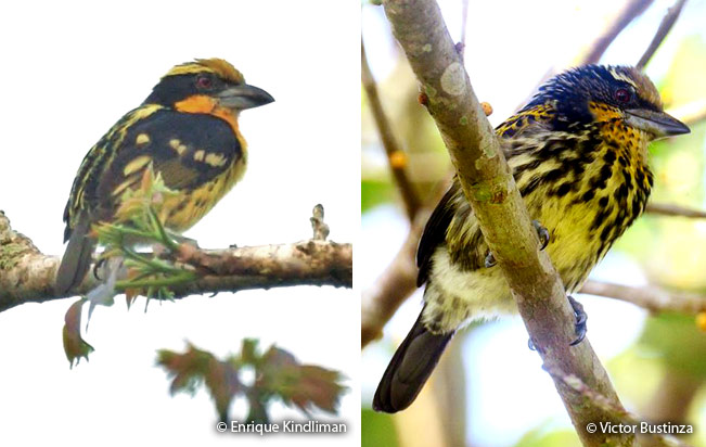 gilded_barbet