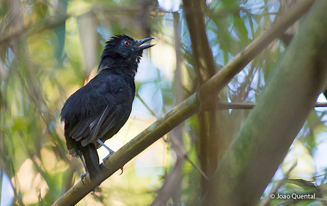 goeldi's_antbird