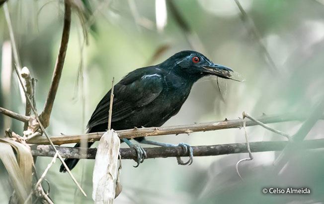 goeldi's_antbird