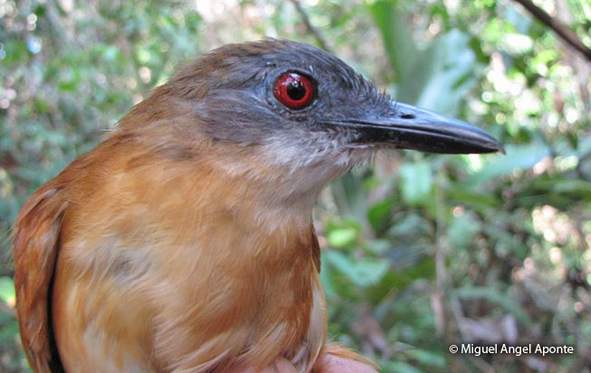 goeldi's_antbird