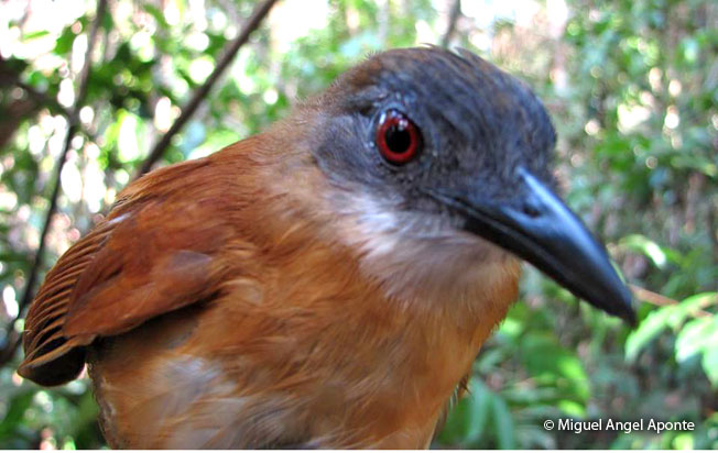 Hormiguero de Goeldi (Akletos goeldii)