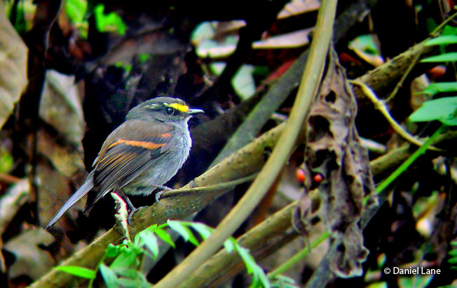 golden-browed_chat-tyrant