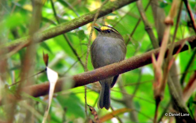 golden-browed_chat-tyrant