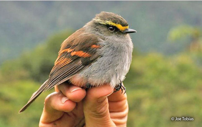 golden-browed_chat-tyrant