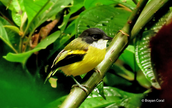 golden-winged_tody-flycatcher