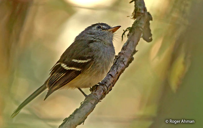 gray-breasted_flycatcher