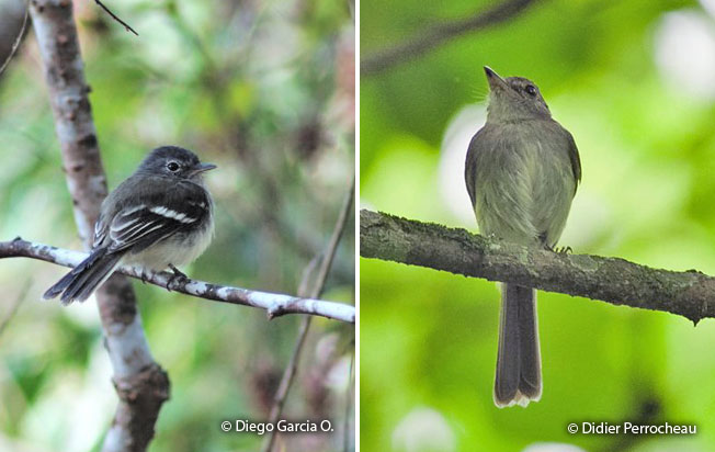 gray-breasted_flycatcher