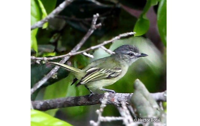 gray-crowned_flycatcher