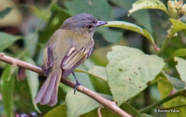 gray-crowned_flycatcher