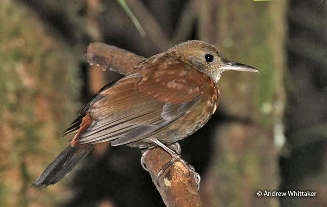 gray-throated_leaftosser