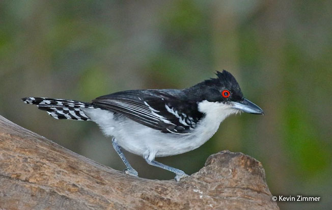 great-antshrike