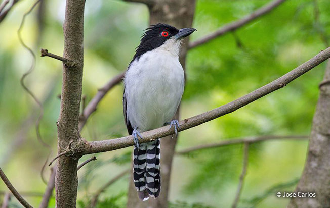 great-antshrike