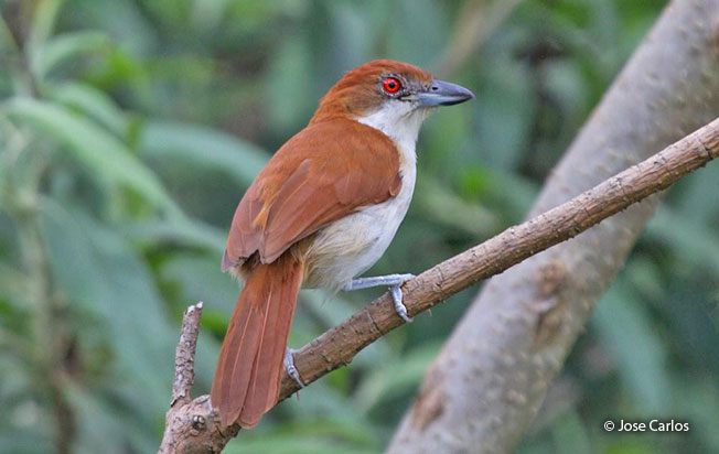 great-antshrike