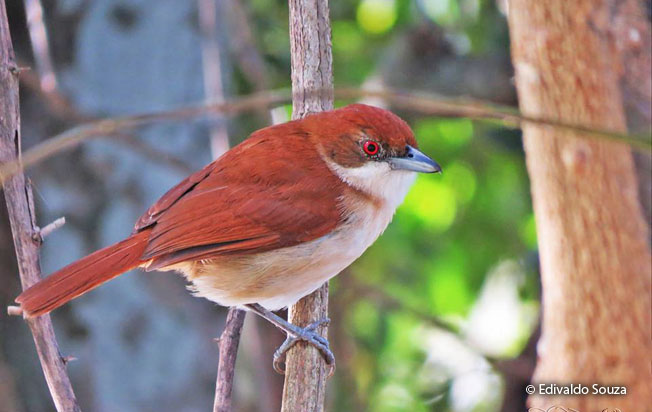 great-antshrike