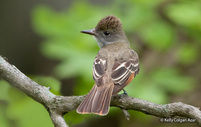 great-crested_flycatcher