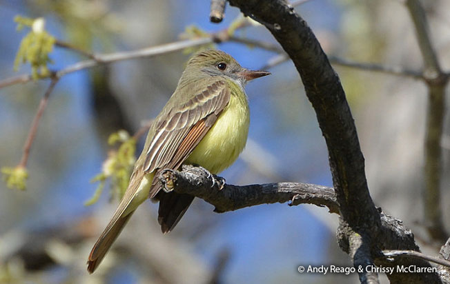 great-crested_flycatcher
