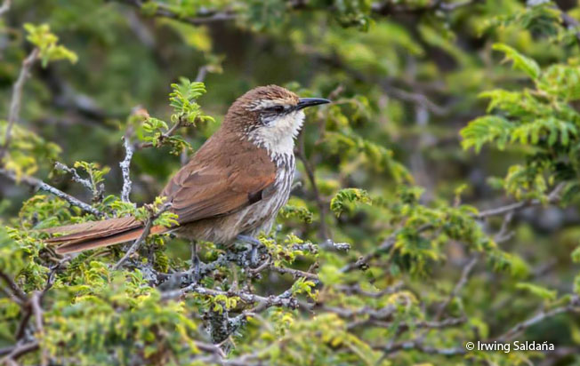 great_spinetail