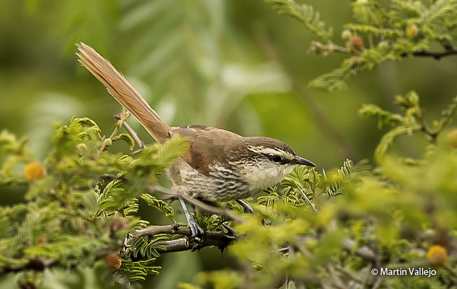 great_spinetail