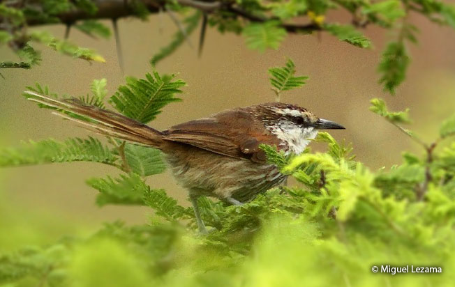 great_spinetail