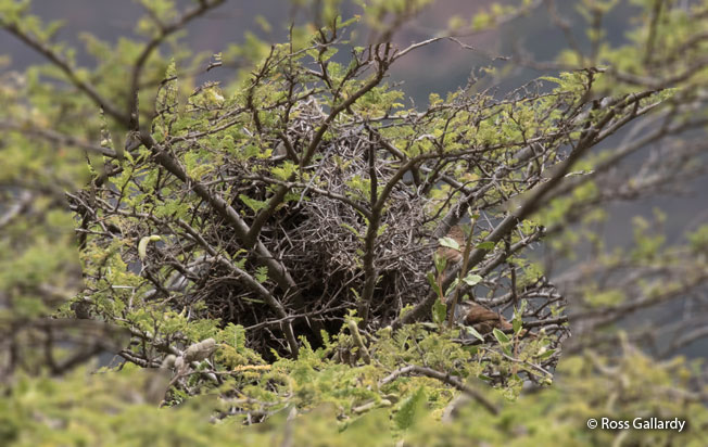 great_spinetail