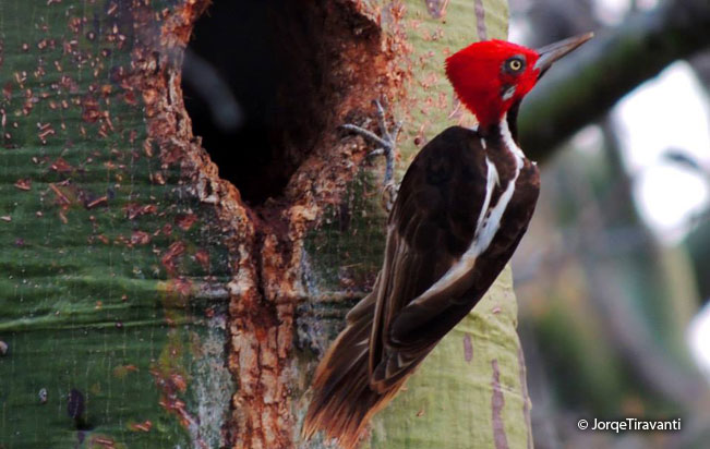 guayaquil-woodpecker