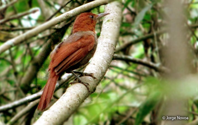 henna-hooded_foliage-gleaner