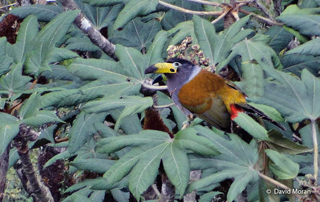 hooded_mountain-toucan