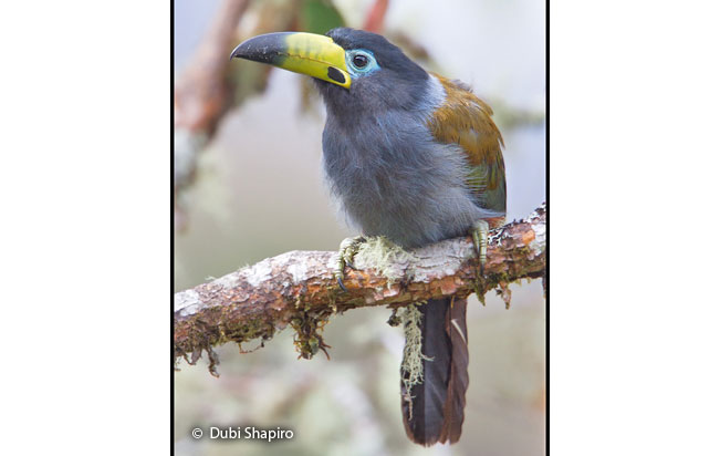 hooded_mountain-toucan