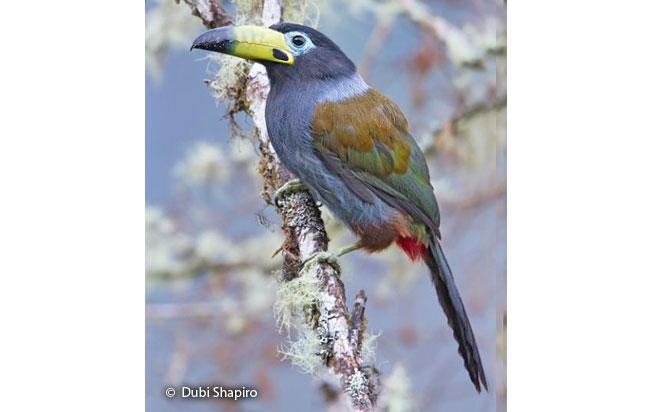 hooded_mountain-toucan