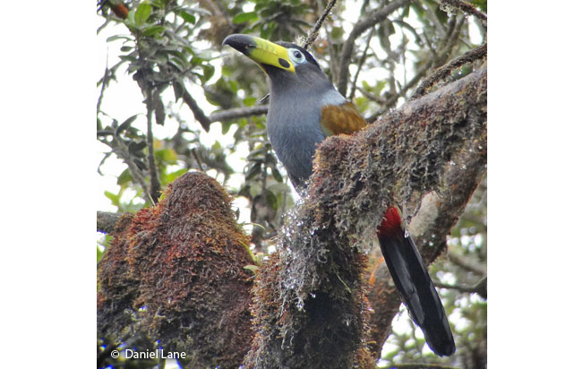 hooded_mountain-toucan