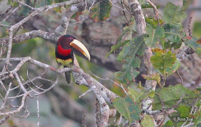 ivory-billed_aracari