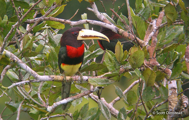 ivory-billed_aracari