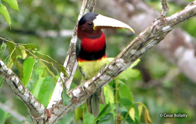 ivory-billed_aracari