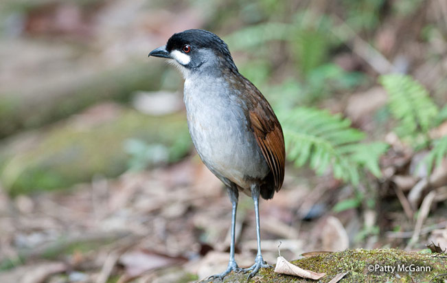 jocotoco-antpitta