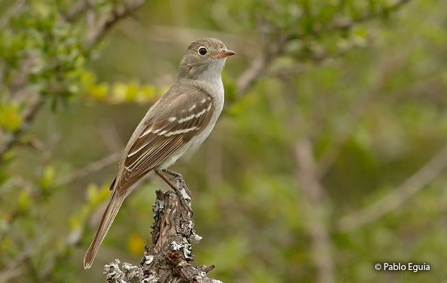large_elaenia