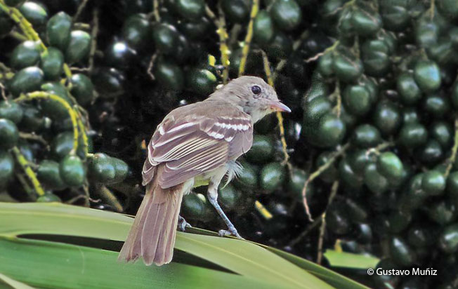 large_elaenia
